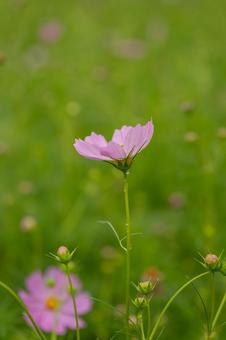 咲き始めの秋桜 コスモス,コスモス畑,秋の写真素材
