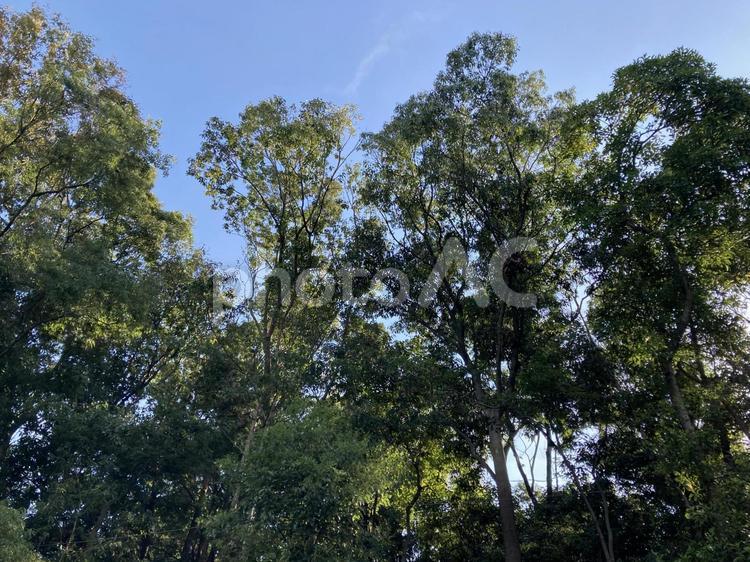 青空と木々の宴05 自然,樹林,木の写真素材