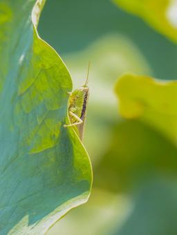 Locusts, JPG