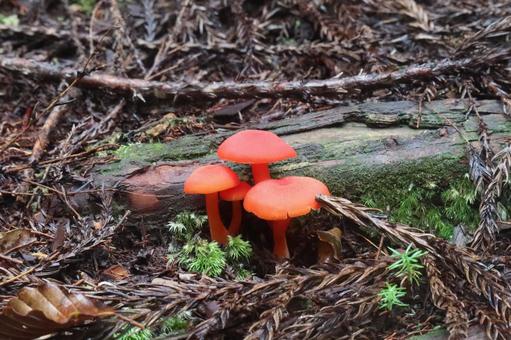 武奈ヶ岳のきのこ 武奈ヶ岳のきのこの写真