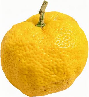 ヘタ付きのゆず果実　切り抜き 柚子,psd,切り抜きの写真素材