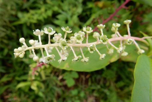 【植物写真】ヨウシュヤマゴボウ 【植物写真】ヨウシュヤマゴボウの写真