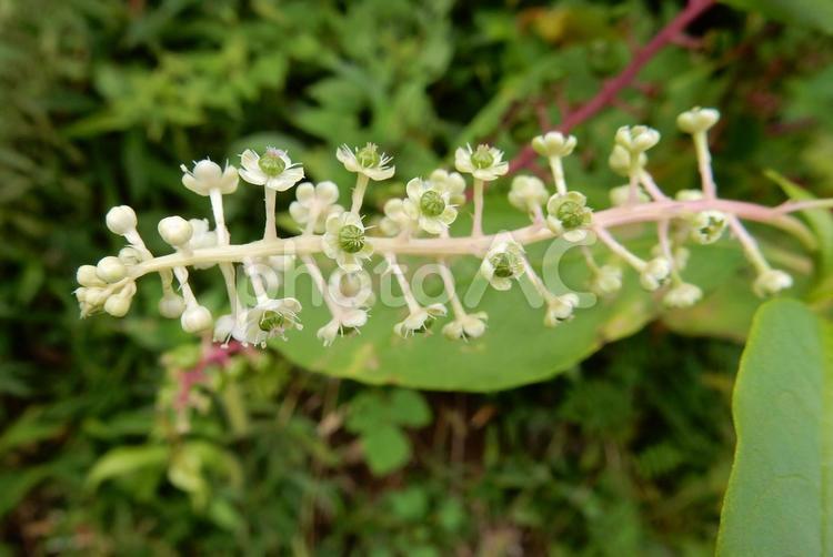 【植物写真】ヨウシュヤマゴボウ ヨウシュヤマゴボウ,洋種山牛蒡,植物の写真素材