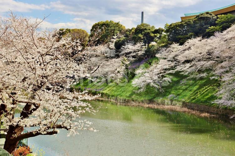 北の丸公園牛ヶ淵の桜 日本武道館,牛ヶ淵,桜の写真素材