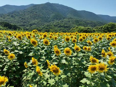 ひまわり畑 ひまわり畑 ひまわり畑,ひまわり,向日葵の写真素材
