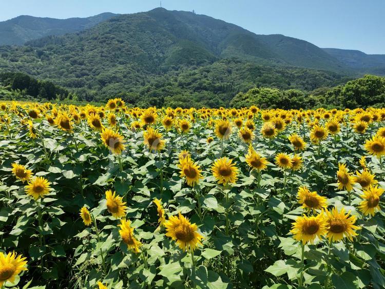 ひまわり畑 ひまわり畑 ひまわり畑,ひまわり,向日葵の写真素材
