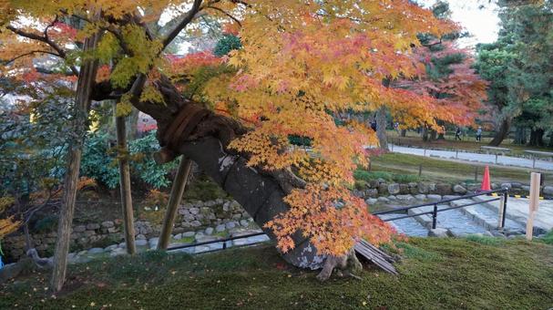 紅葉 紅葉の写真