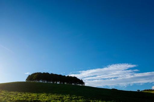 緑の丘にシルエットとなって佇む木々の姿 丘,草原,丘陵の写真素材