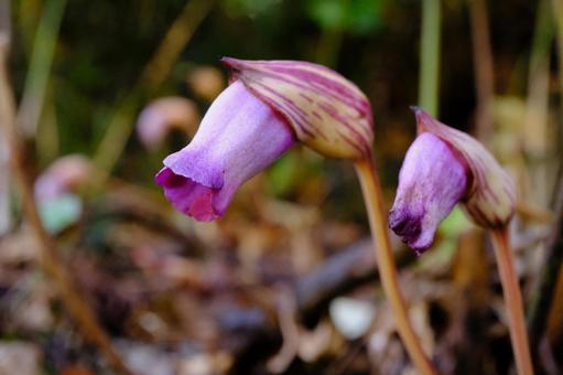 ナンバンギセル ハマウツボ科,寄生植物,生物的除草効果の写真素材
