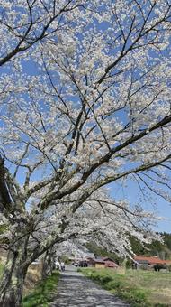 桜 桜 桜,春,風景の写真素材