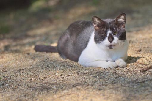 猫 猫の写真