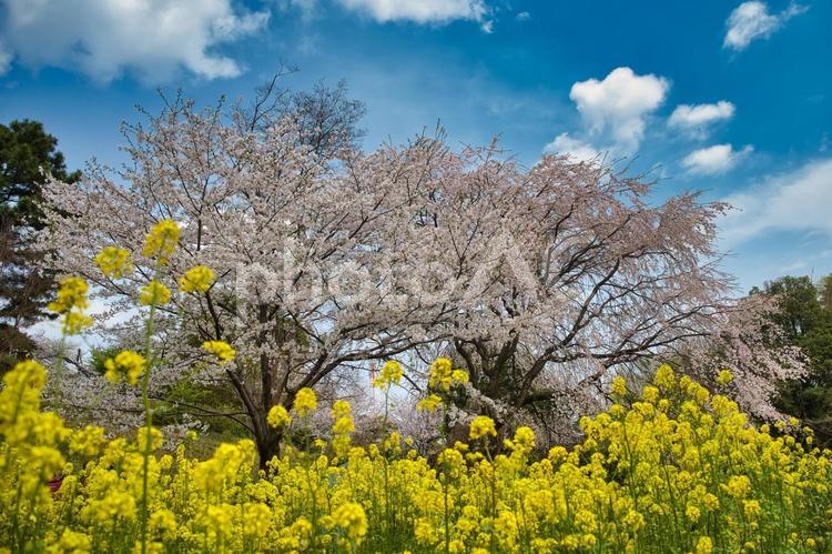 菜の花とソメイヨシノ 桜,春,風景の写真素材