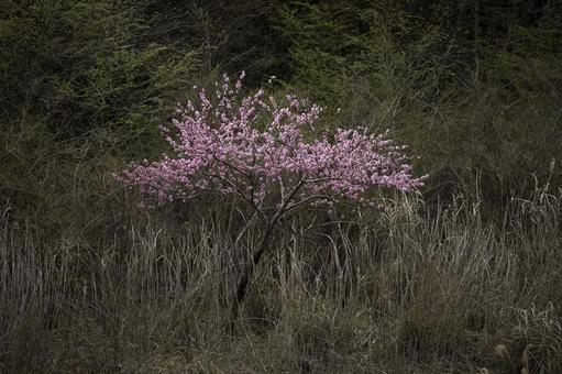 川沿いにひっそりと咲く花桃 川沿いにひっそりと咲く花桃 ハナモモ,花桃,寒緋桃の写真素材