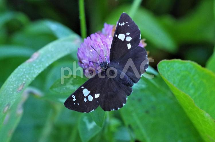 原っぱで見かけたダイミョウセセリ ダイミョウセセリ,セセリチョウ,チョウの写真素材