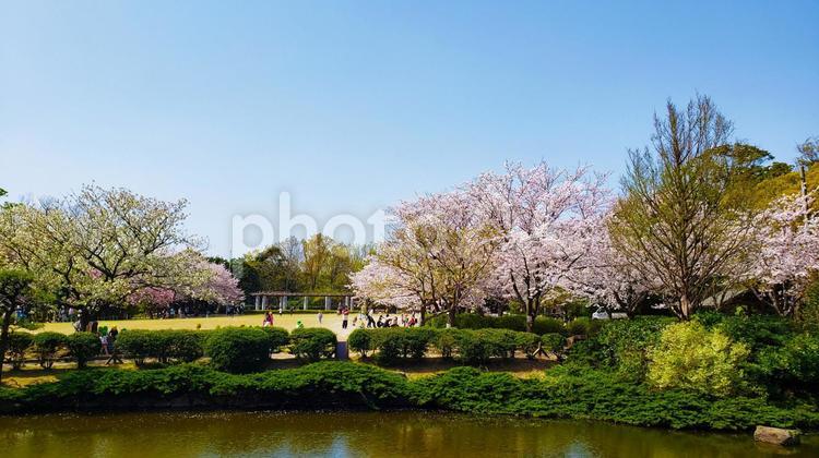 桜　風景 桜,ソメイヨシノ,お花見の写真素材
