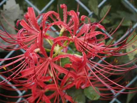Red spider lily (Higanbana), JPG Red spider lily (Higanbana), JPG
