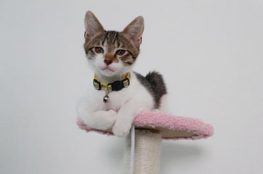 子猫E 子猫,ねこ,ネコの写真素材