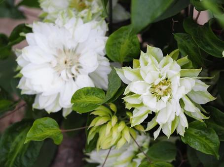 クレマチス　雪おこし③ クレマチス,テッセン,雪おこしの写真素材