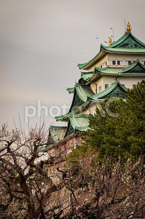 名古屋　名古屋城の風景 名古屋,愛知,愛知県の写真素材