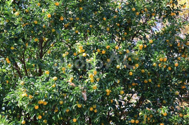緑の葉とオレンジ色の小さな実のなる橘の木 緑,葉,オレンジ色の写真素材