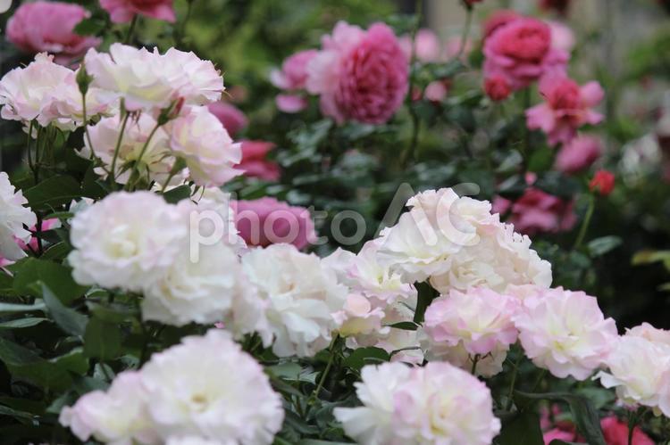 ローズガーデン　癒しの美しい薔薇 バラ,花,ピンクの写真素材