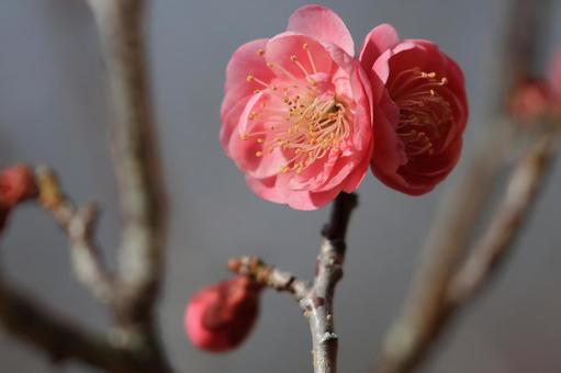 Red Plum, JPG