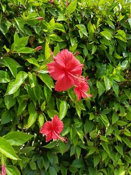 ハイビスカス ハイビスカス ハイビスカス,花,夏の写真素材