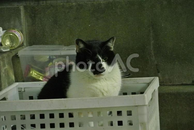 芳林公園の猫2011年震災後 秋葉原,猫,野良猫の写真素材