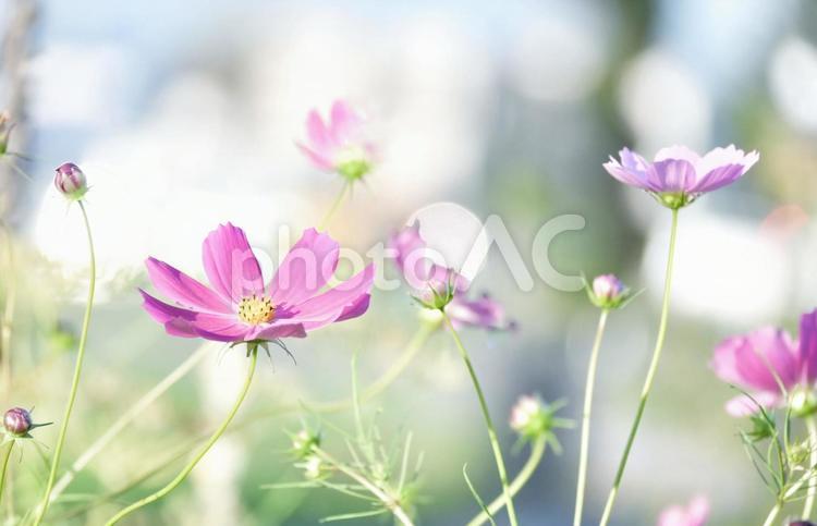 淡い光とコスモスのアップ 秋桜,コスモス,ピンク色の写真素材