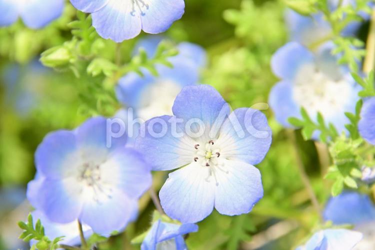 青色が美しいネモフィラ 小花,花びら,青色の写真素材