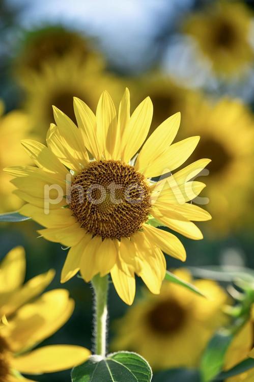 夏の太陽のように輝く一輪のひまわり ひまわり,夏,花の写真素材