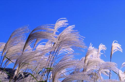 秋風に揺れるススキの穂と青空 ススキの穂,ススキ,イネ科の写真素材