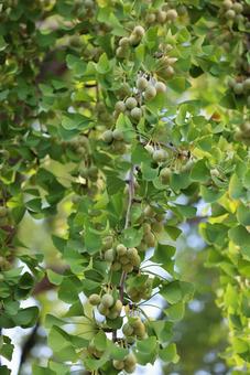 色づく前のイチョウの葉と銀杏(夏) 色づく前のイチョウの葉と銀杏(夏)の写真