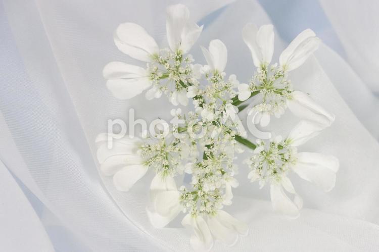 白いオルレアの花　白い布のドレープ背景 白い花,ウェディング,布の写真素材