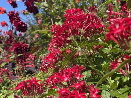赤いペンタスの花 赤い花,春,夏の写真素材