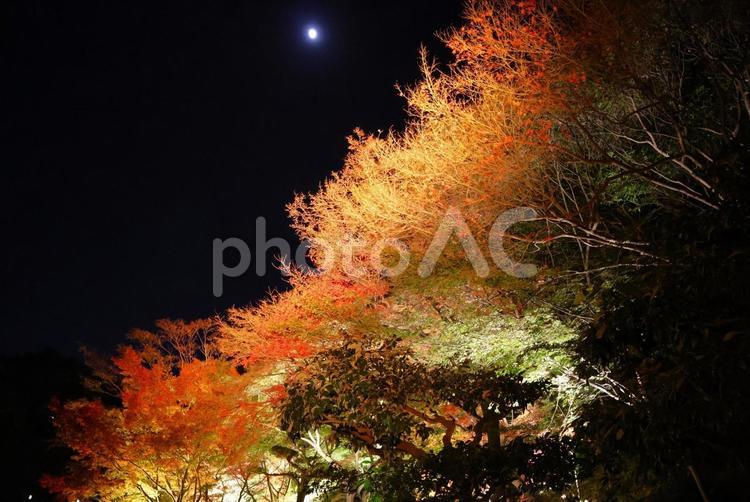１１月下旬の栗林公園の紅葉のライトアップ 背景,紅葉,葉の写真素材