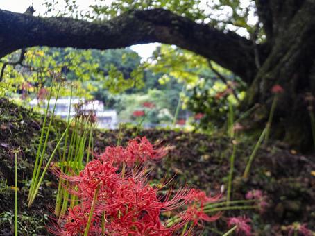 古木抱く彼岸花の朱 古木抱く彼岸花の朱 彼岸花,曼珠沙華,大樹の写真素材