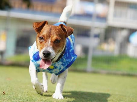 ドッグランのジャックラッセル ドッグランのジャックラッセル 犬,ジャックラッセル,ジャックラッセルテリアの写真素材