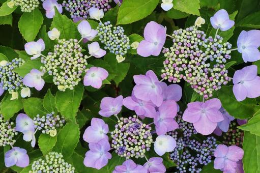 梅雨や紫陽花のイメージ 梅雨や紫陽花のイメージの写真