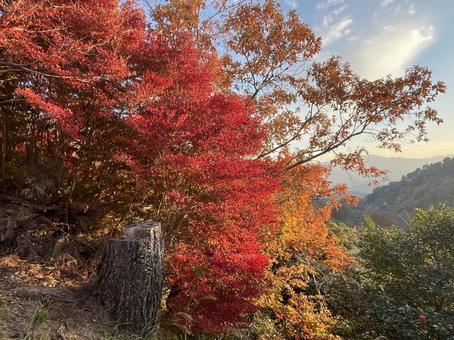 紅葉 もみじ,紅葉,徳島県の写真素材