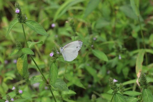 花に止まるモンシロチョウの写真