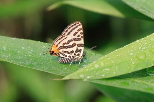 キマダラルリツバメ キマダラルリツバメ,シジミチョウ,絶滅危惧種の写真素材