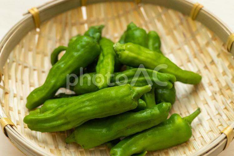 ししとう 野菜,夏野菜,ベジタブルの写真素材