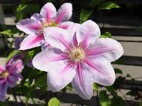 植物　クレマチスの花　アップ クレマチス,花,植物の写真素材