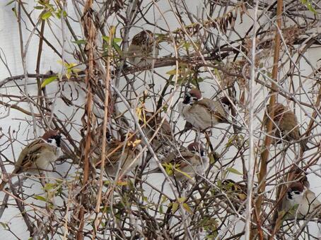 雀の住処 雀,鳥,生き物の写真素材