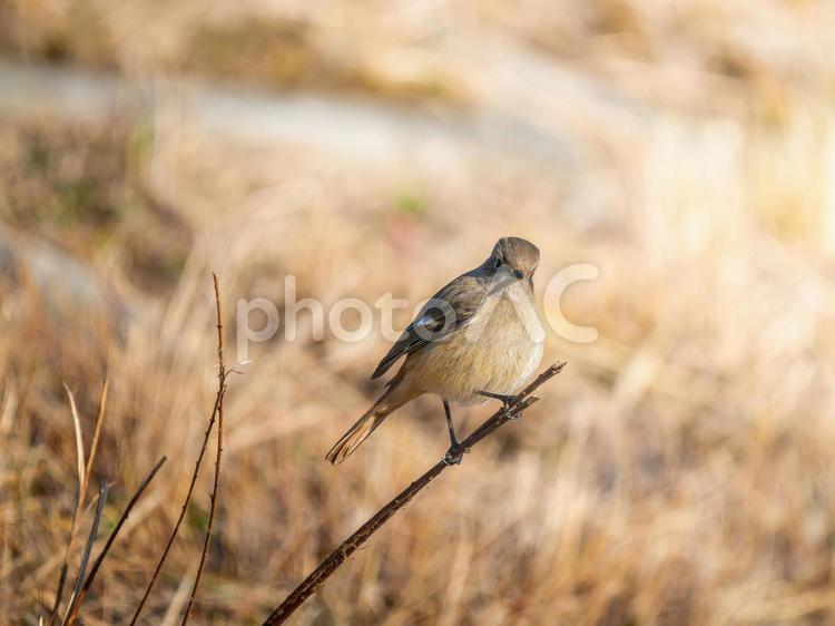 枝にとまるジョウビタキのメス ジョウビタキ,ジョビコ,ジョウビタキのメスの写真素材