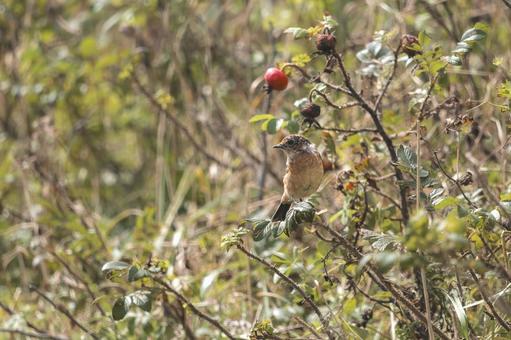 ハマナスの実とノビタキ 道東,北海道,日本の写真素材
