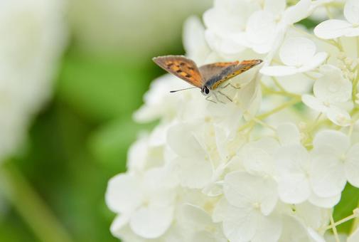 白い紫陽花と蝶 白い紫陽花と蝶の写真