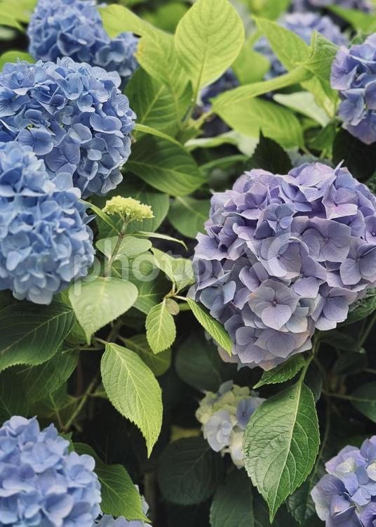 青と紫のアジサイ 6月,自然,風景の写真素材