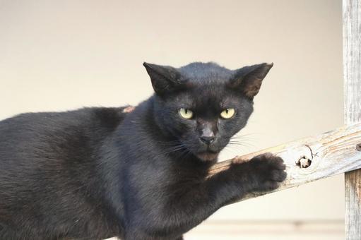 公園ネコ　沖縄県　那覇市　クロネコ ネコ,ねこ,動物の写真素材